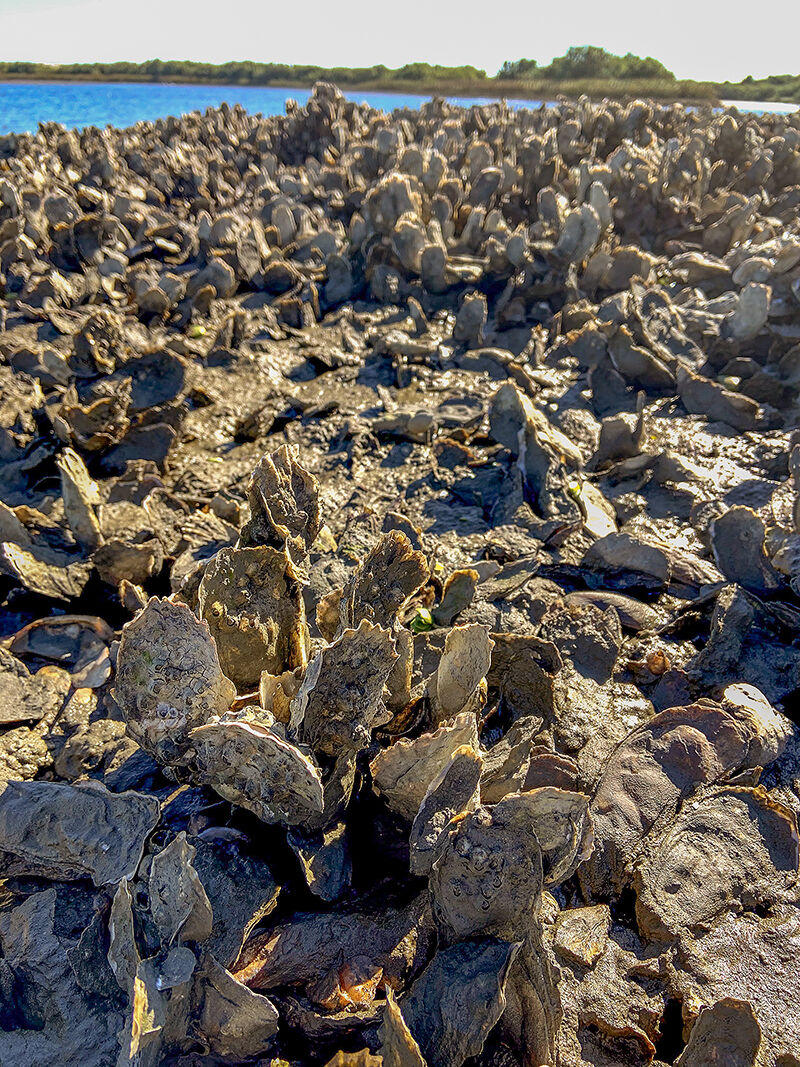 Florida oyster reef